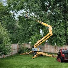 Best Tree Disease Treatment  in Keewatin, MN