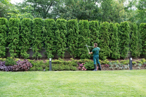 Best Arborist Consultation Services  in Keewatin, MN