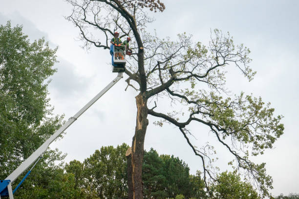 Keewatin, MN Tree Removal Company