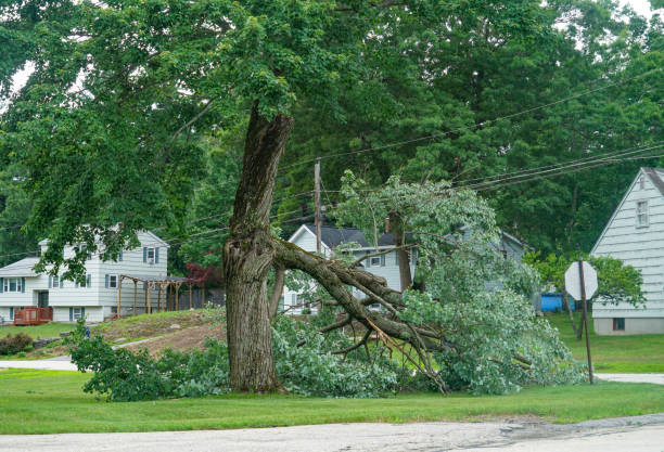 How Our Tree Care Process Works  in  Keewatin, MN