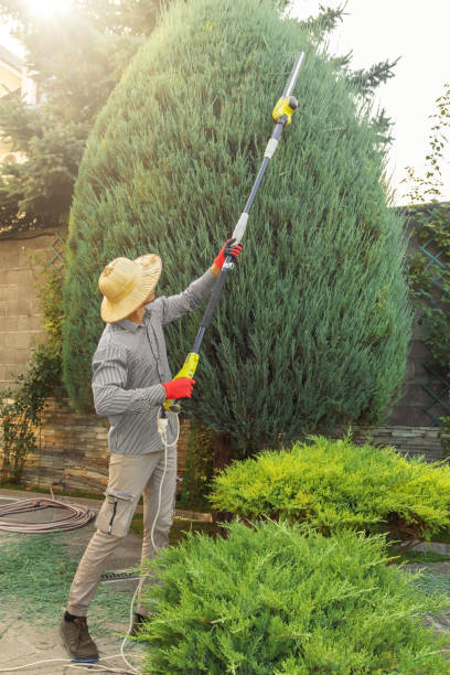 Best Fruit Tree Pruning  in Keewatin, MN